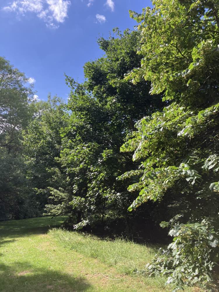 walking near me in Cheam Park in summer