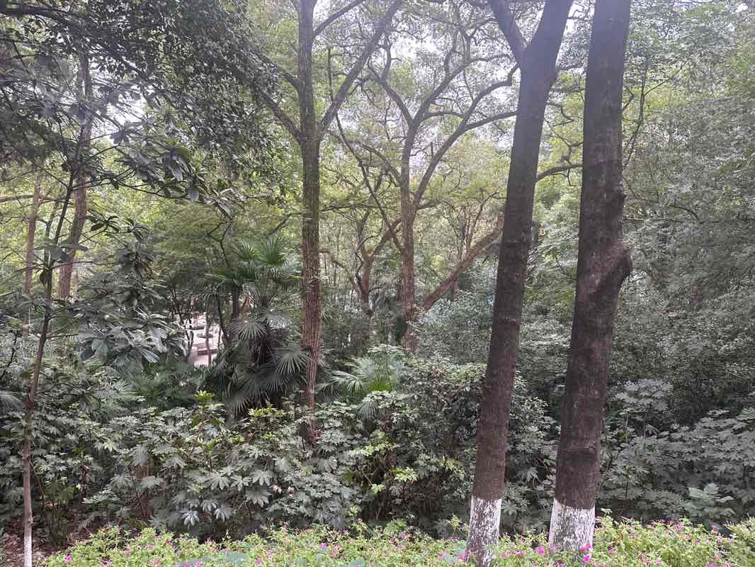 walking near me in 和平公园 in autumn