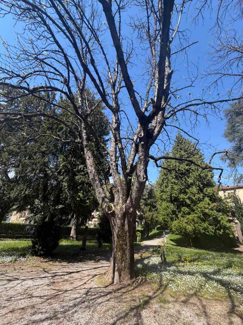 walking near me in Parco Belotti in spring