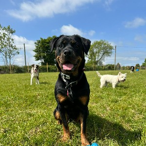 Fiona 🏴󠁧󠁢󠁳󠁣󠁴󠁿🇬🇧 🐝🧚🌻