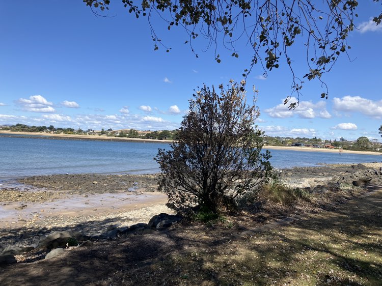 walking near me in Victoria Parade Parklands in summer