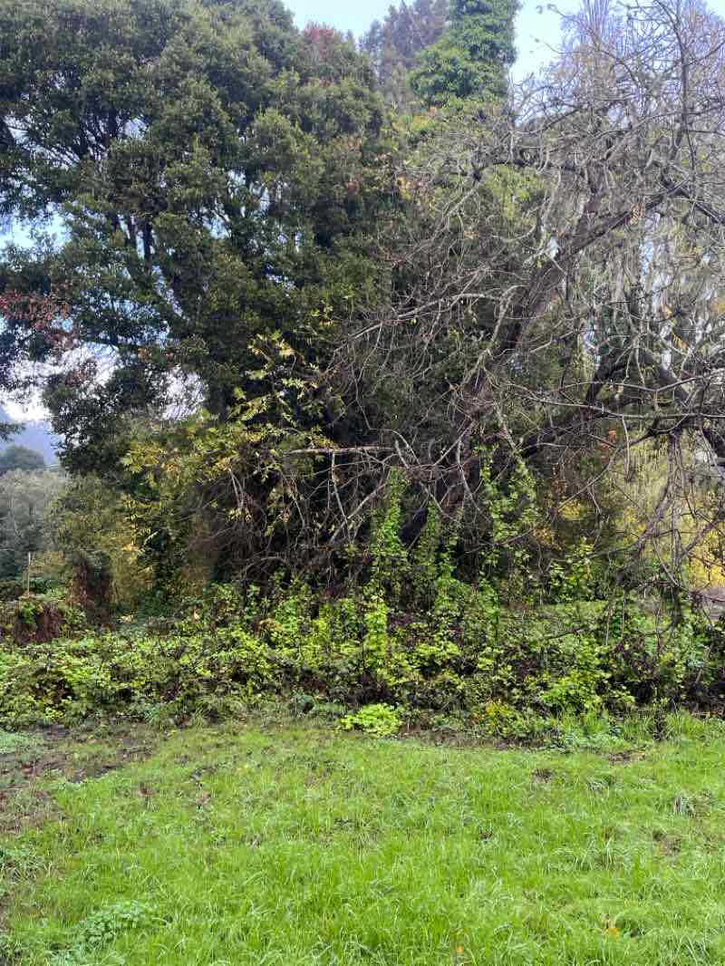 walking near me in Polo Grounds Park in autumn