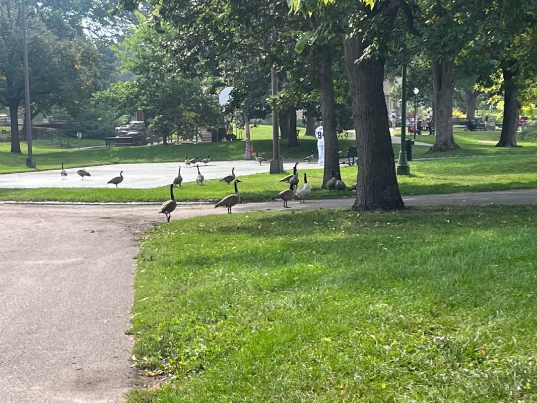 walking near me in Loring Park in autumn