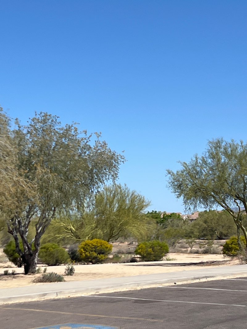 walking near me in Desert Broom Park in spring