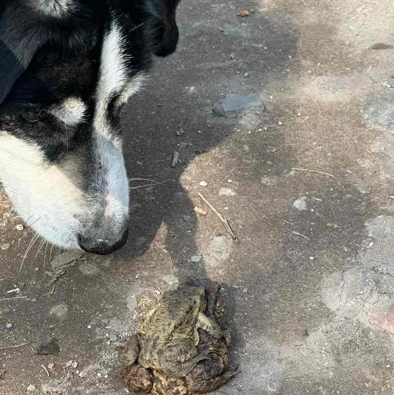 Wattenläufer Bea post image