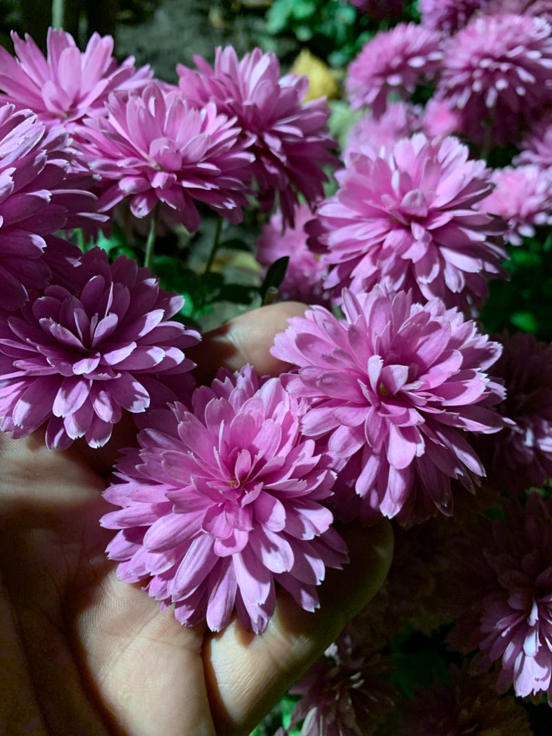 walking near me in Parcul Tomis in winter