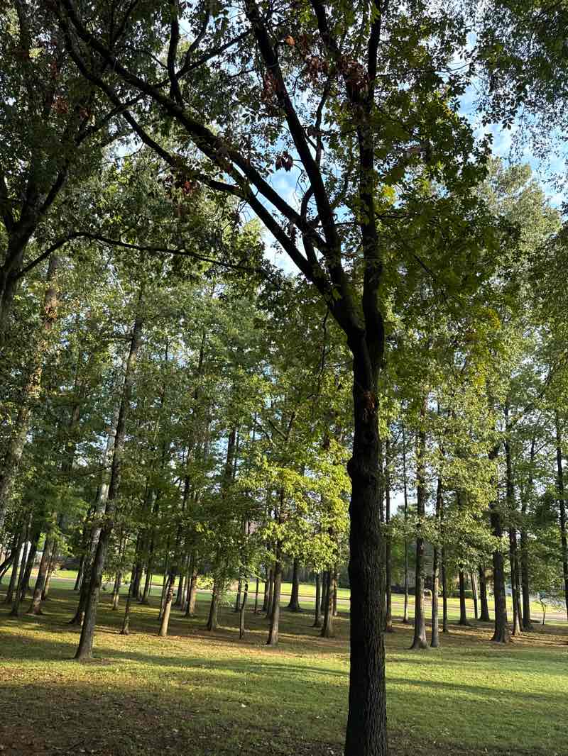 walking near me in Howard McVay Park in autumn