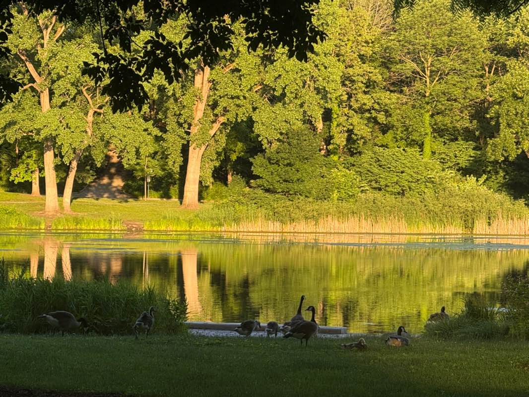 walking near me in Lake Ellyn Park in summer