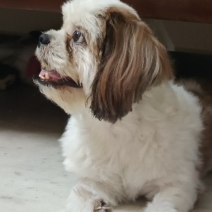 participant 2