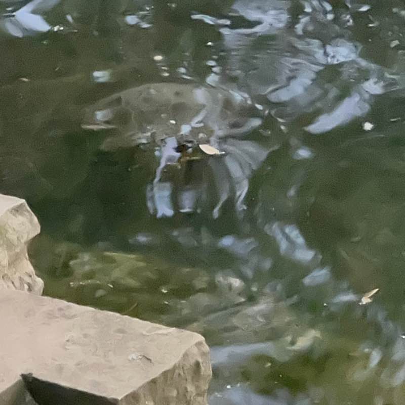 Has🫶🏽🌎💯 post 3