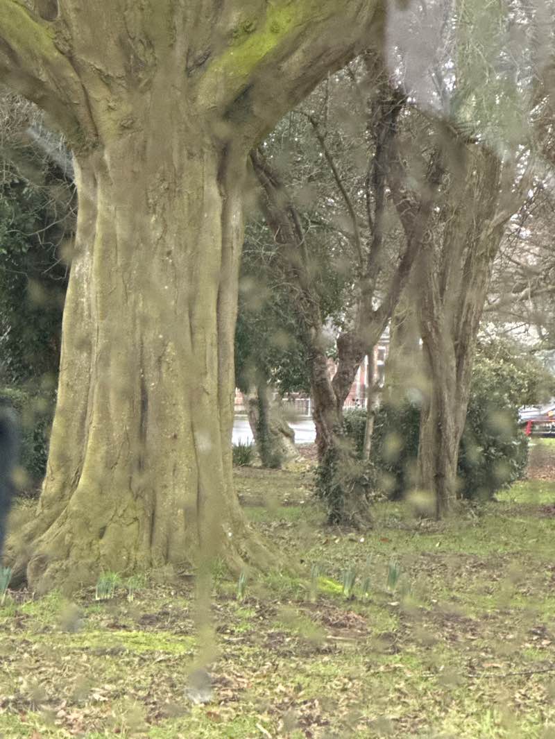 walking near me in Grove Hill Park in winter