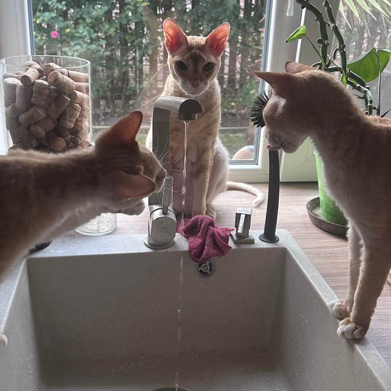 Desperate-Girl post 1