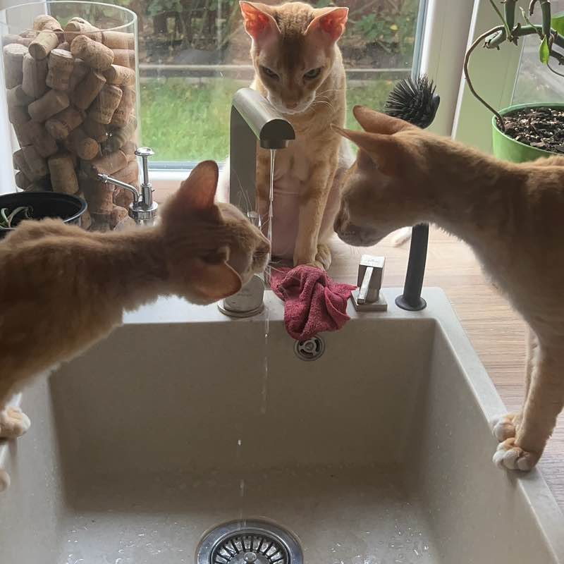 Desperate-Girl post 3