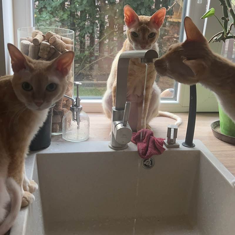 Desperate-Girl post 2