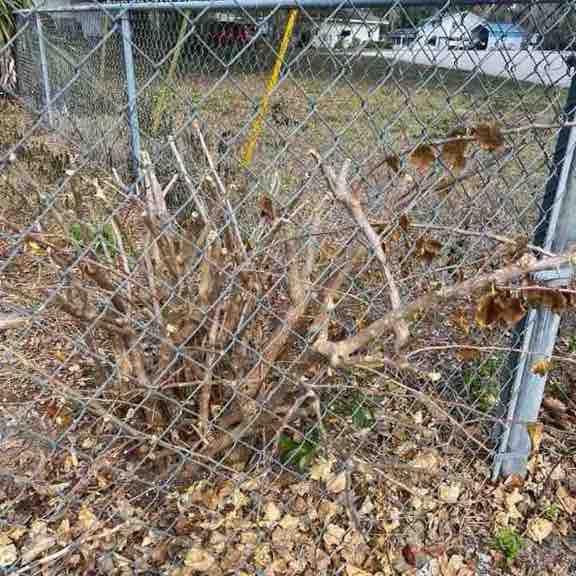 PacerGal_1968 post 1