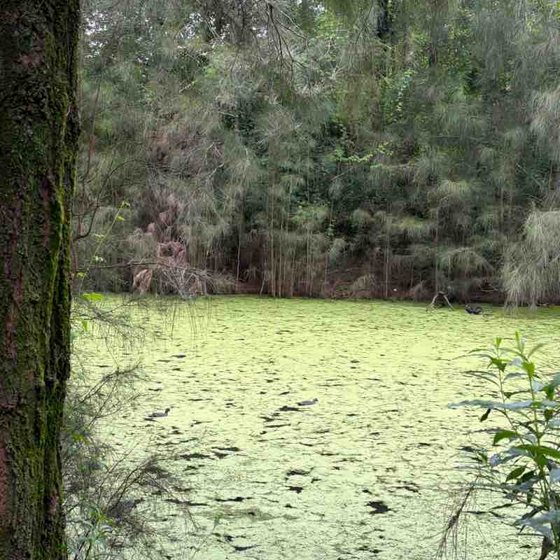 Dazy 🇮🇳🍁🇦🇺 post 3