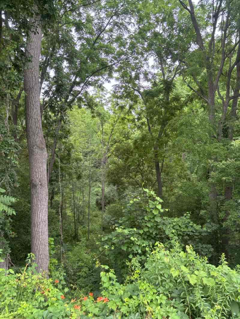 walking near me in Jim Waite Park in summer