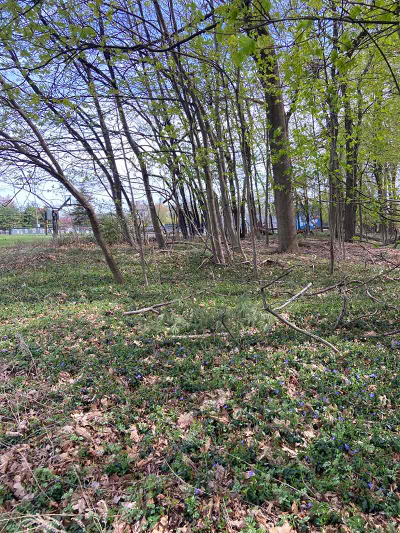walking near me in Memorial Field in spring