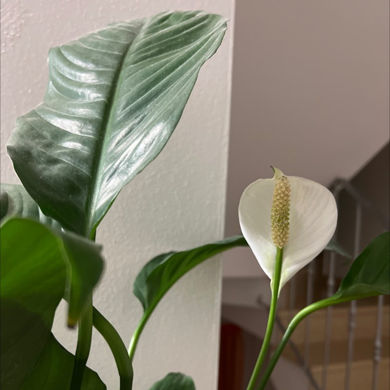 Paulinha.dc 🇮🇹