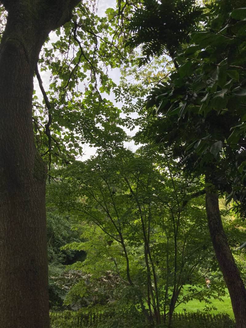 walking near me in Parc Tenbosch - Tenboschpark in winter