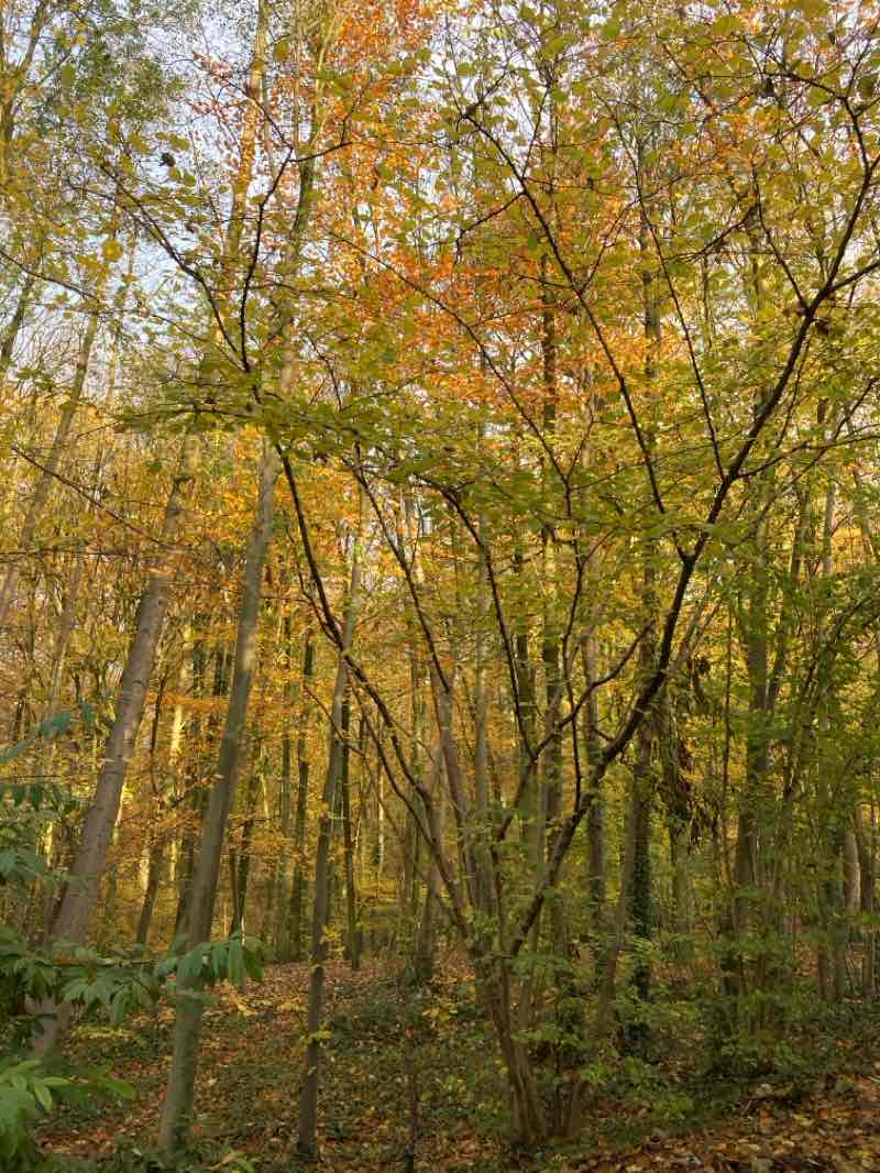 walking near me in Parc Brugmann - Brugmannpark in winter