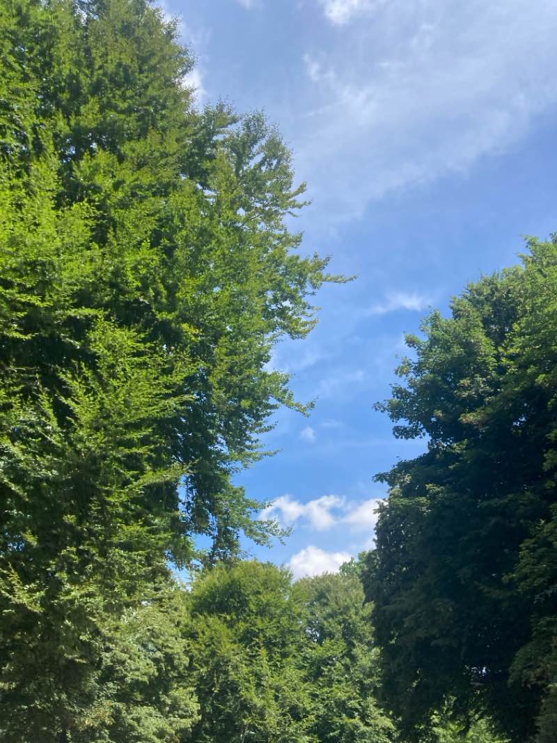 walking near me in Bois de la Cambre - Ter Kamerenbos in autumn