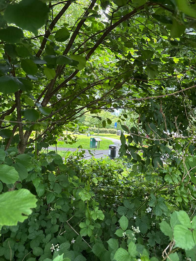 walking near me in Gorsedd Park in summer