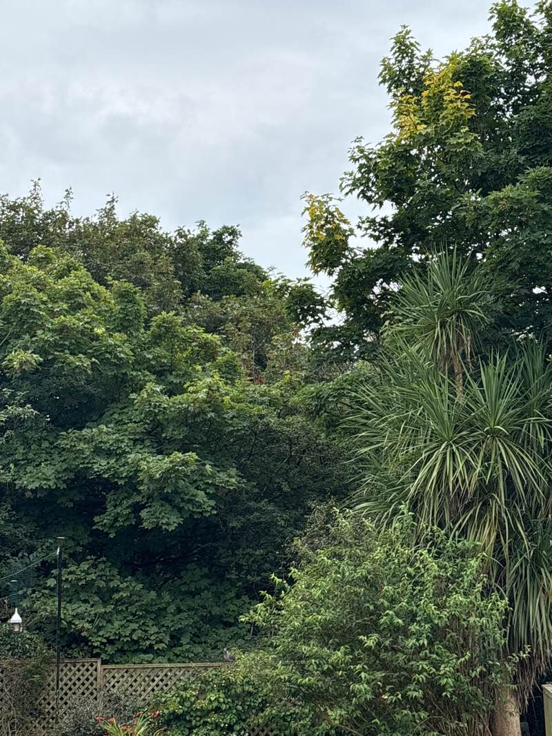 walking near me in Cockett Woods Park in autumn