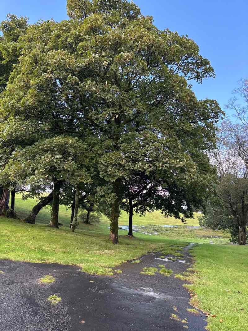 walking near me in Ravenhill Park in autumn