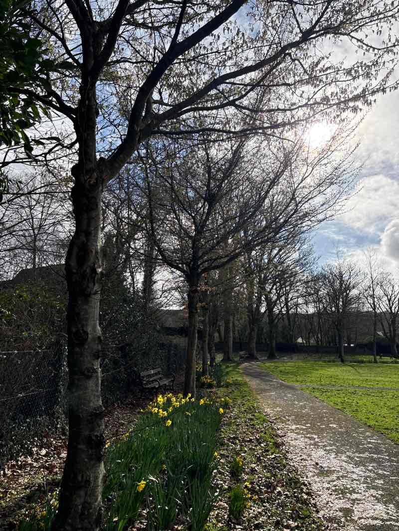 walking near me in Gorsedd Park in spring