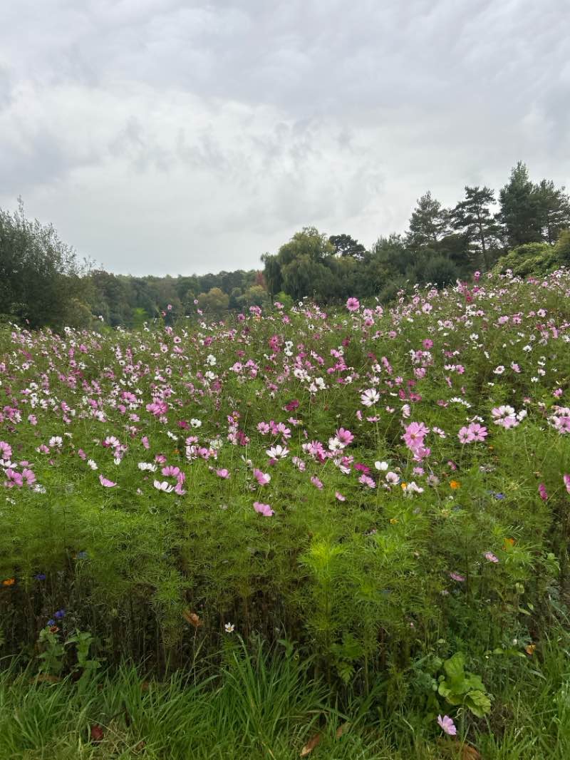 walking near me in Hever Castle in autumn