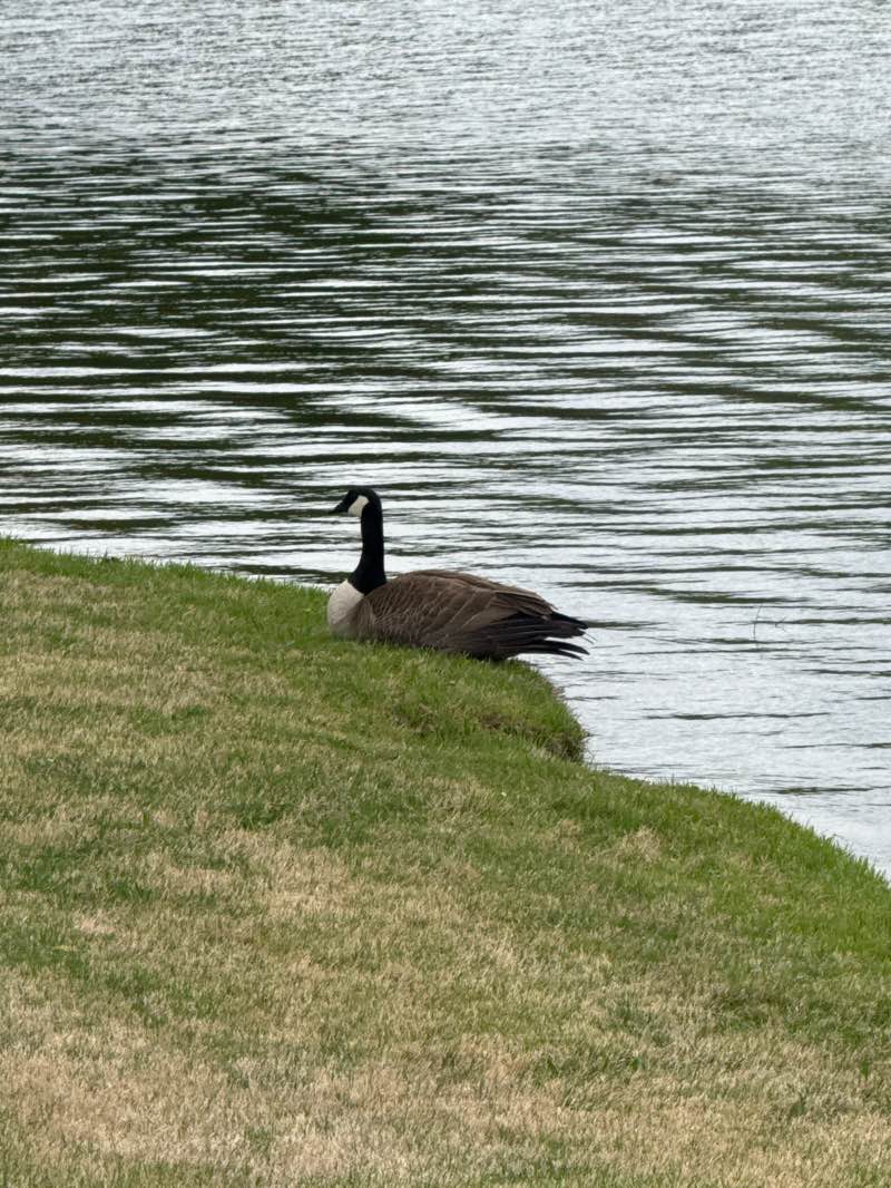walking near me in Little Cove Greenway in spring
