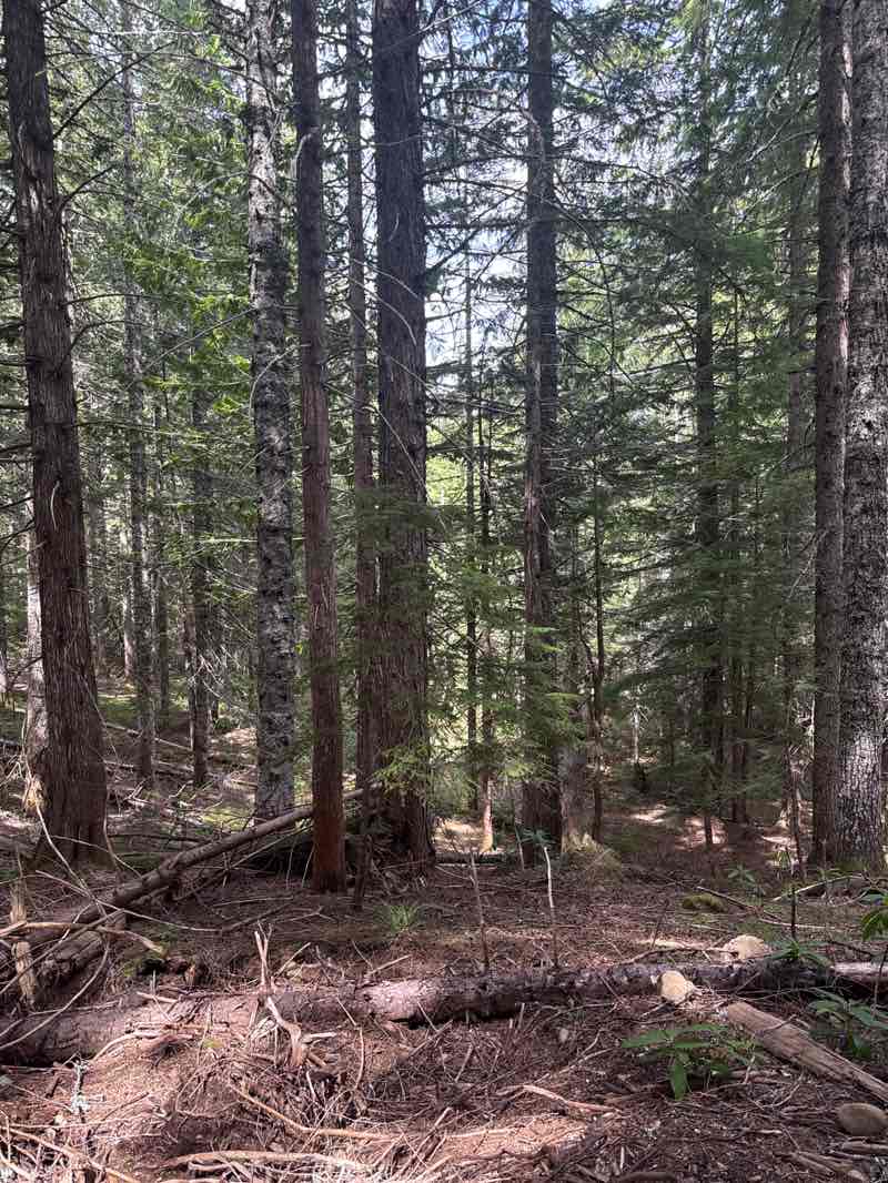 walking near me in Mount Hood National Forest in spring