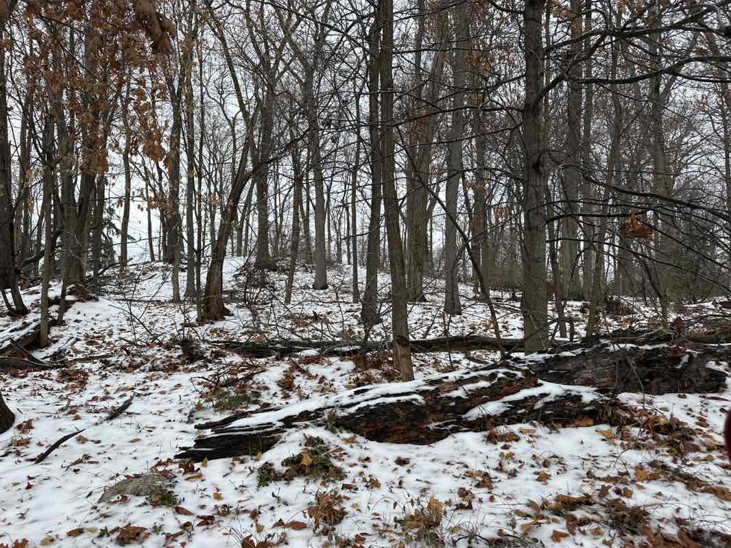 walking near me in Woodwild Park in winter
