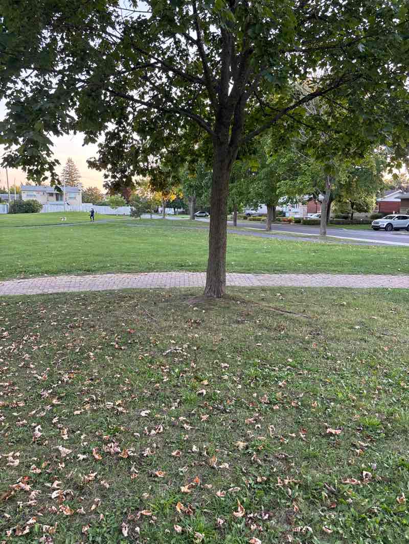 walking near me in Parc Charles de Gaulle in autumn