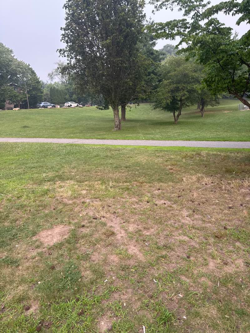 walking near me in Viola Town Park in summer