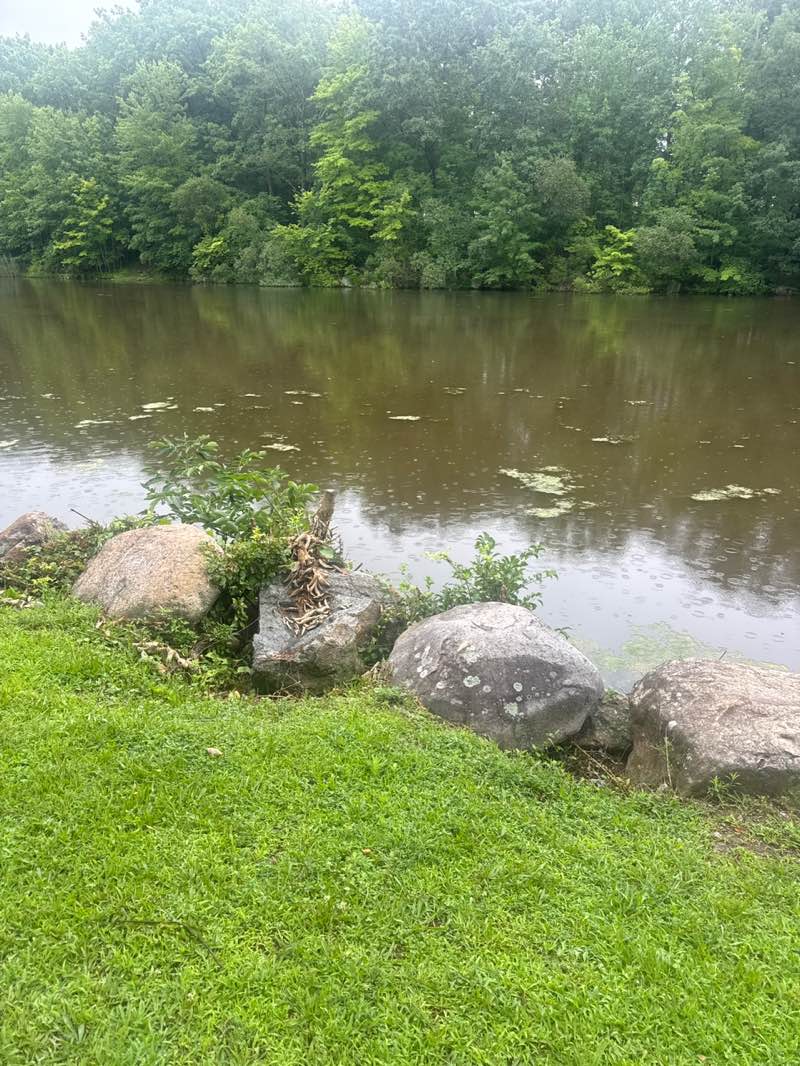 walking near me in Willow Tree Park in summer