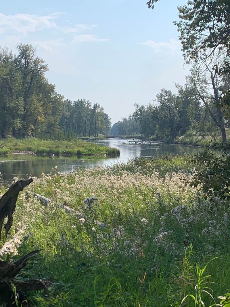 walking near me in Inglewood Bird Sanctuary and Nature Centre in summer