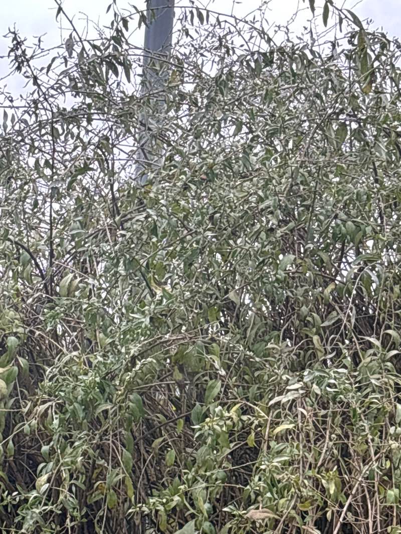 walking near me in Racecourse Park in autumn