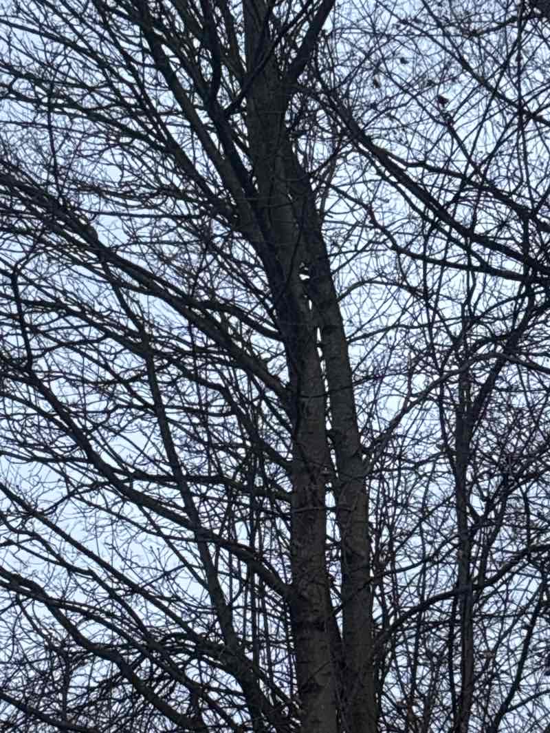 walking near me in Ollerton Pit Wood in winter