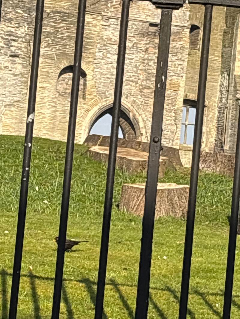 walking near me in Newark Castle Gardens in spring