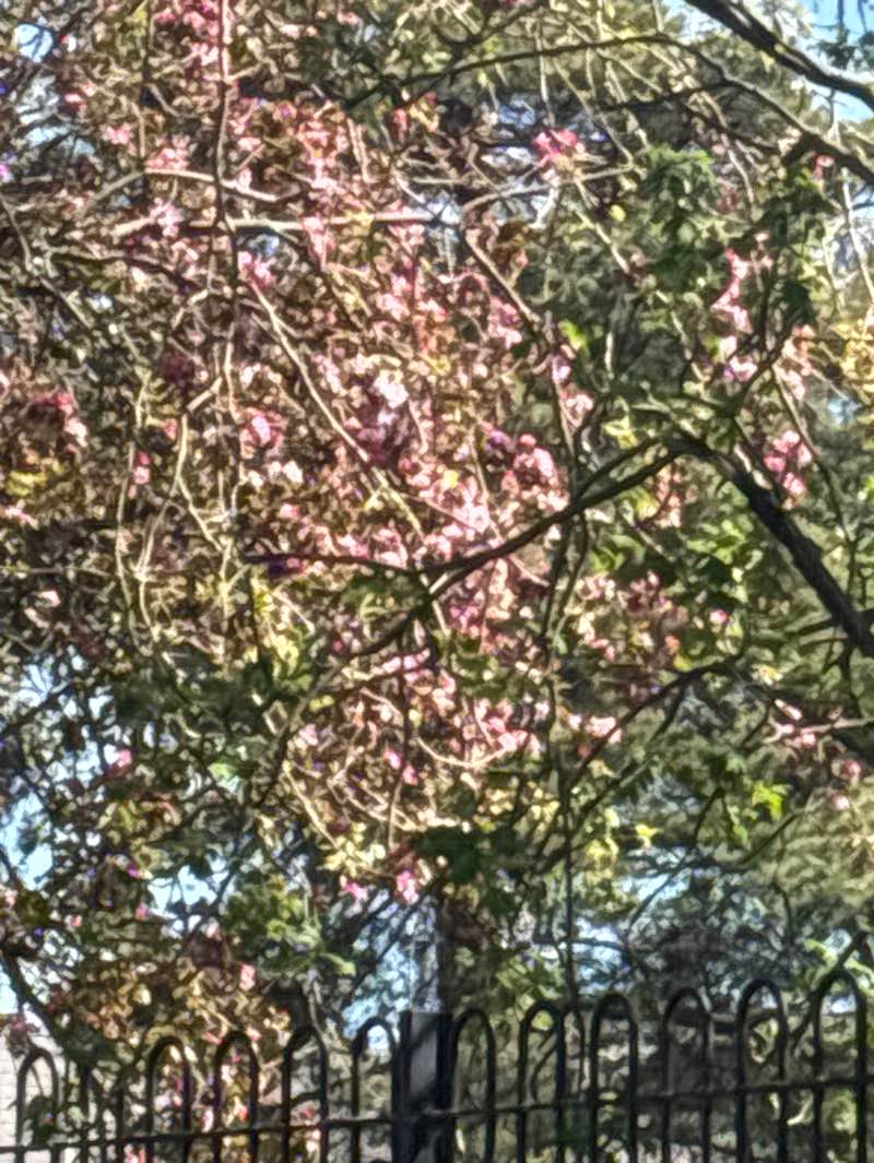 walking near me in Conway Road Recreation Ground in spring