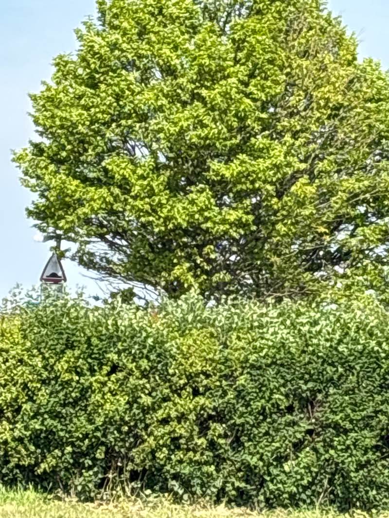 walking near me in Sconce and Devon Park in spring