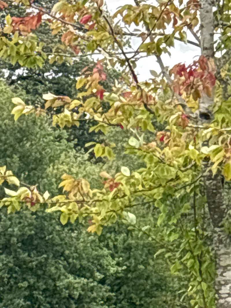 walking near me in Coneygrey Park in autumn
