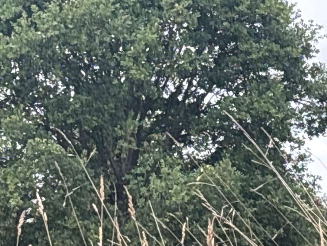 walking near me in Oxton park in autumn
