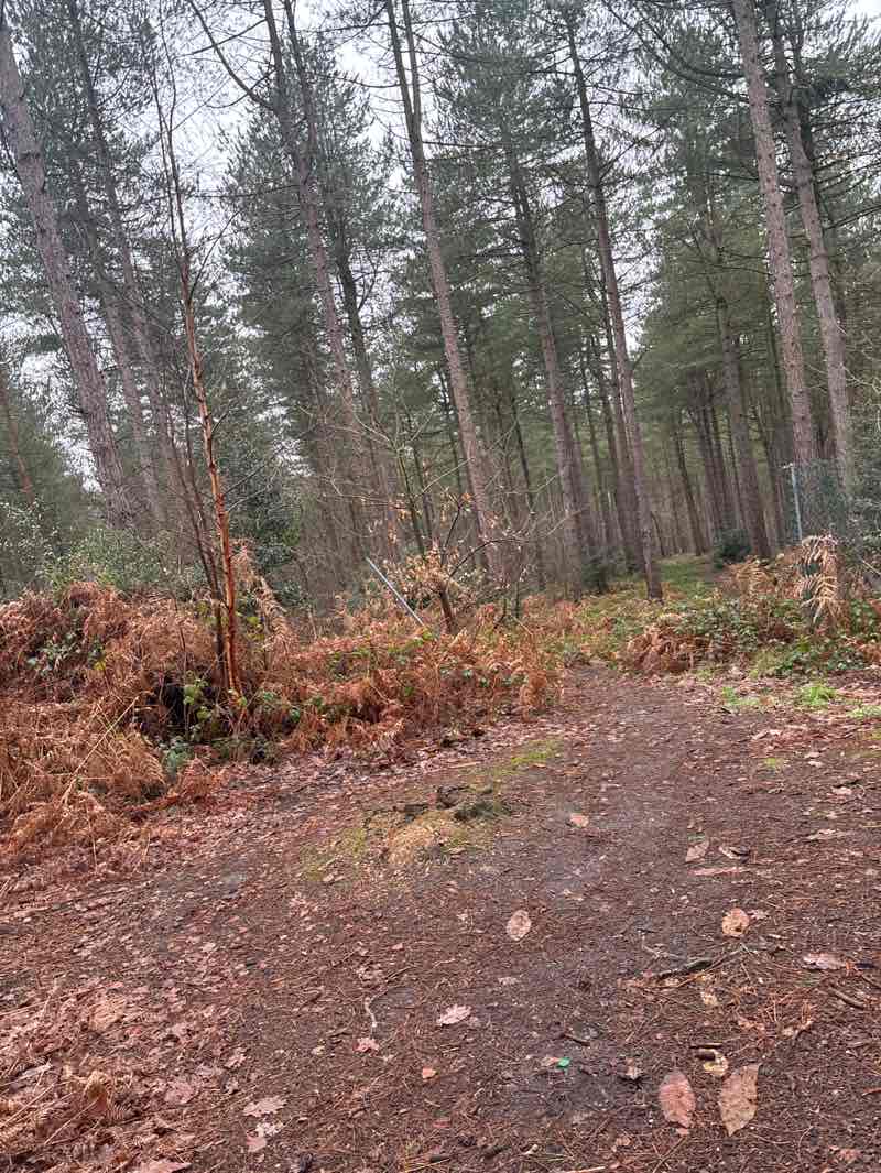walking near me in Cauldwell Wood in winter