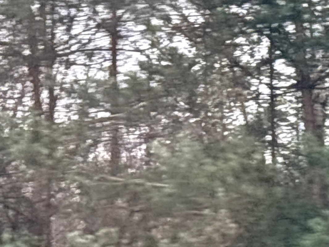 walking near me in Rainworth Heath in spring