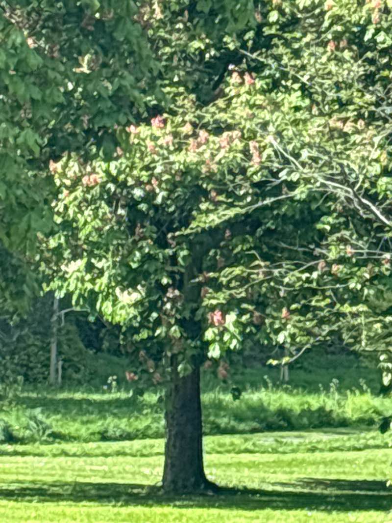 walking near me in Carlisle Park in spring