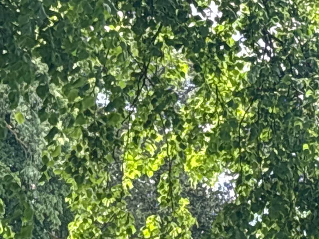walking near me in Tall Trees Park in summer