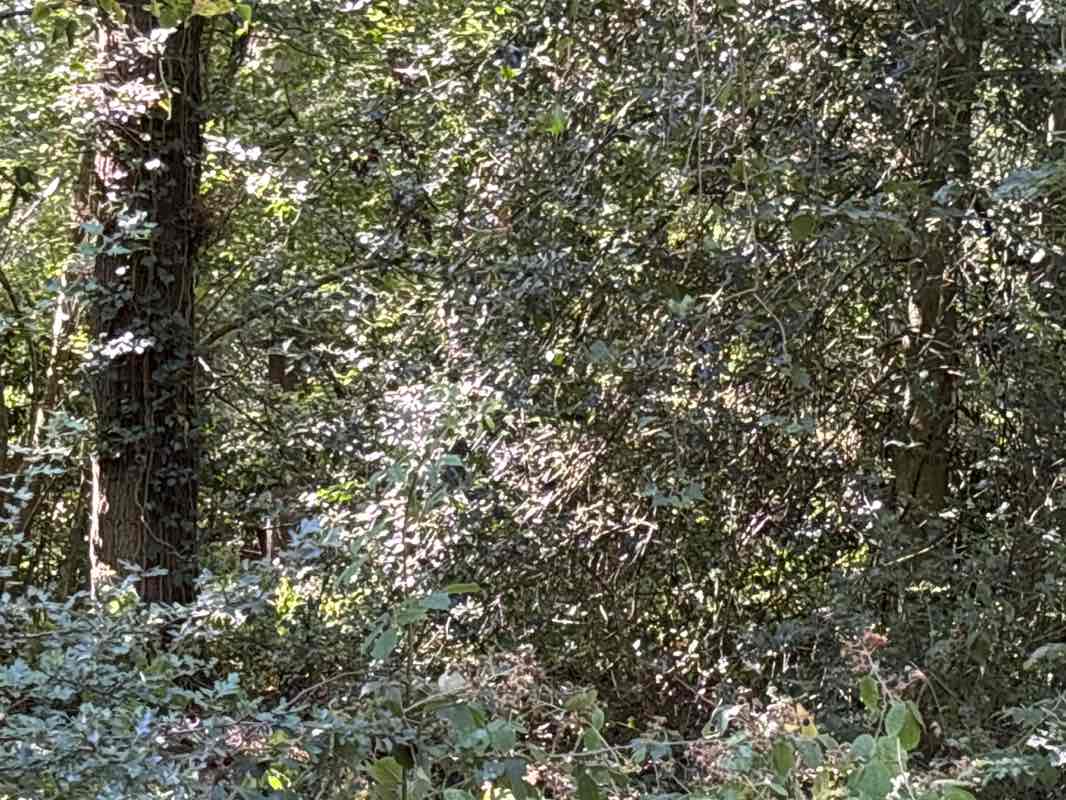 walking near me in Plant's Hill Wood in summer